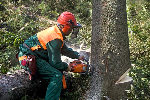logger cutting down tree