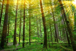 Logging Best Practices - Siviculture