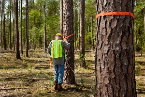 Logging Land Survey