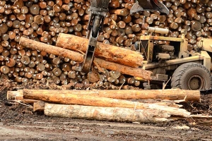 lumber mill log sorting