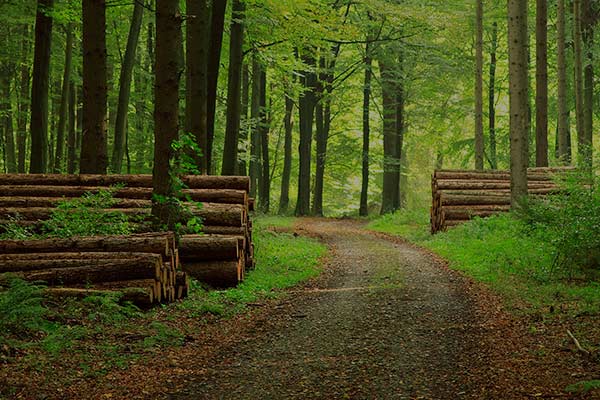 Forestry BMP's - Efficient Logging Roads